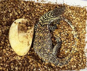 Zoo Leipzig: Terrarium öffnet nach Sanierung seine Türen für die Besucher
